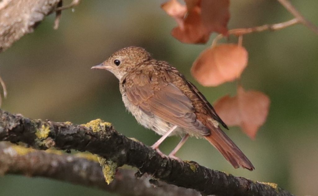 Giovane Usignolo? S�